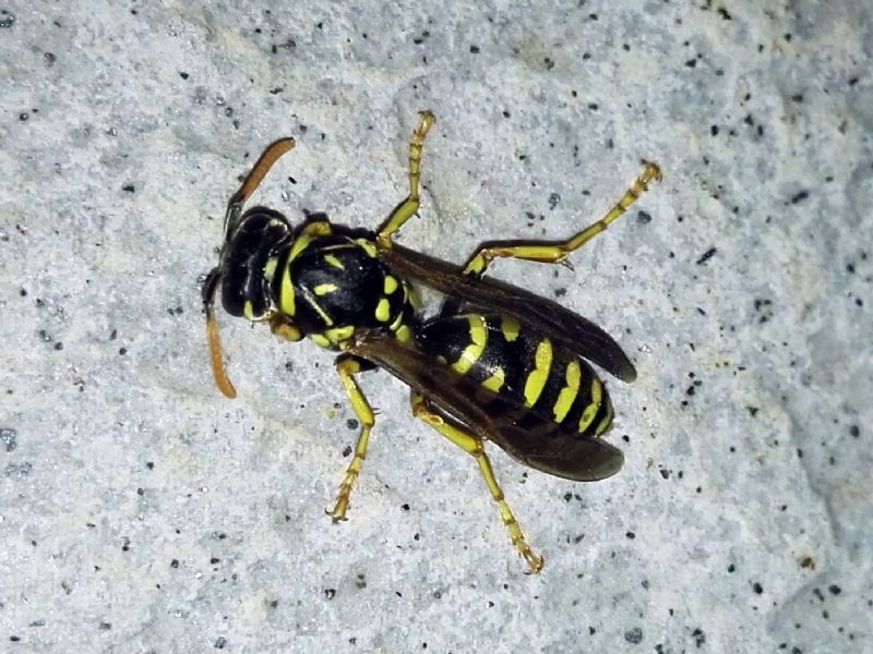 Polistes dominula ??